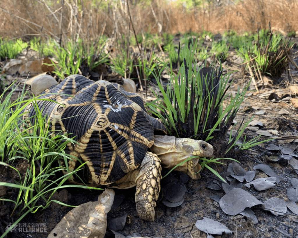 Turtle Of The Week: Burmese Star Tortoise - Turtle Survival Alliance