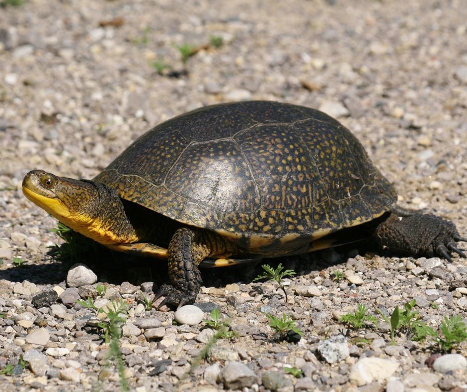 Blanding's Turtle - Turtle Survival Alliance