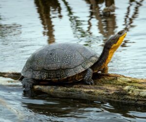 Blanding's Turtle - Turtle Survival Alliance
