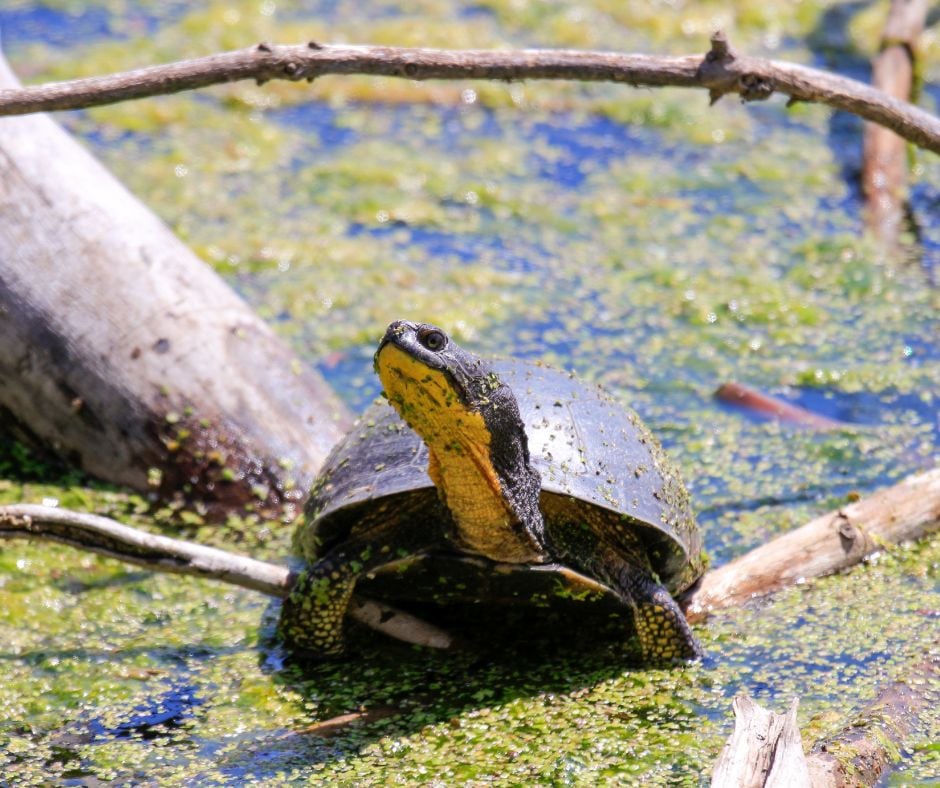 Blanding's Turtle - Turtle Survival Alliance