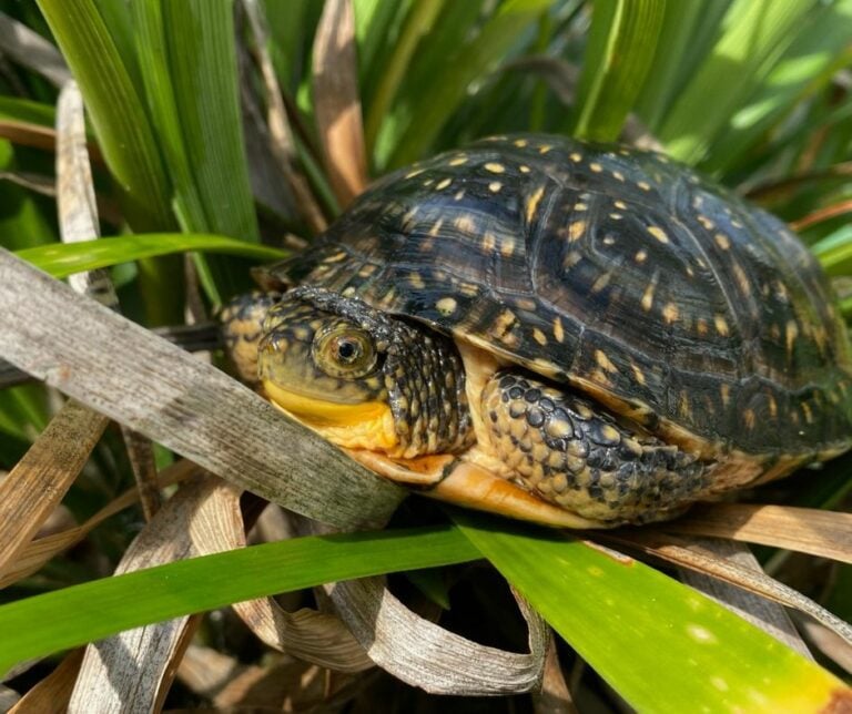 Blanding's Turtle - Turtle Survival Alliance