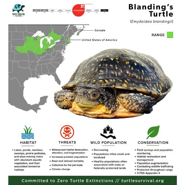 Blanding's Turtle - Turtle Survival Alliance