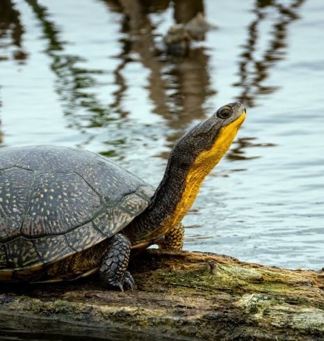 Turtle Survival Alliance | We Protect Turtles