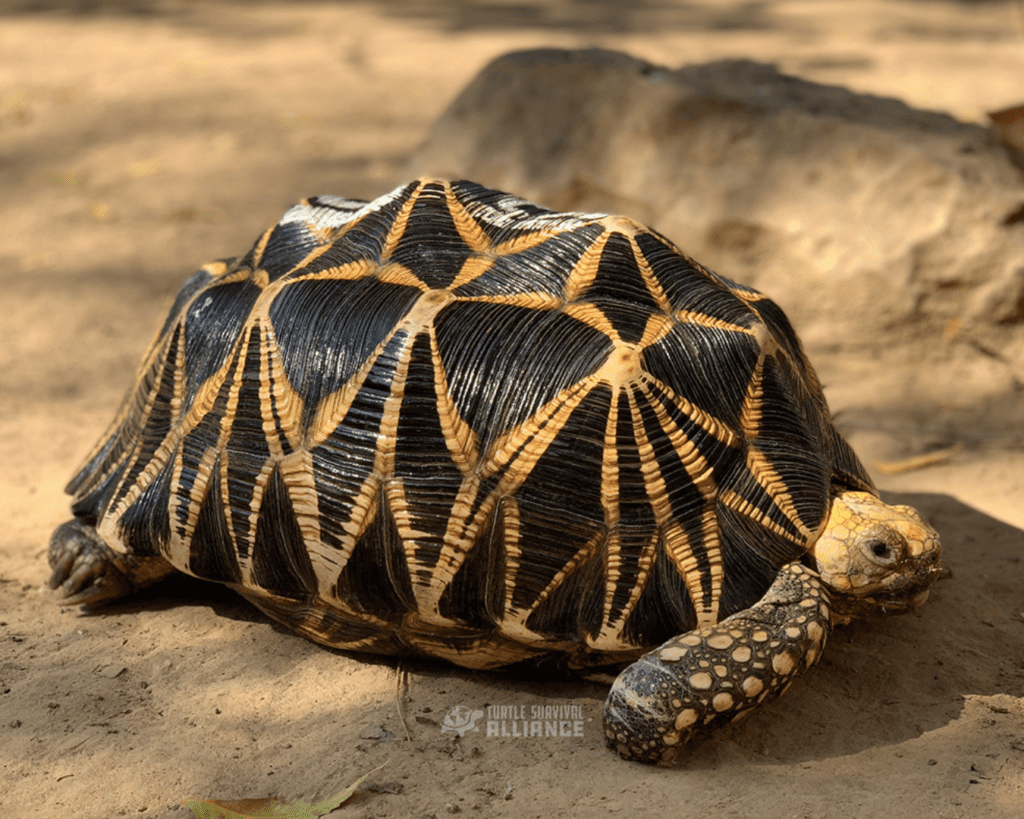 Turtle Of The Week: Burmese Star Tortoise - Turtle Survival Alliance