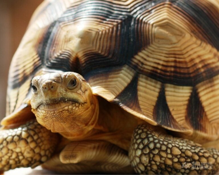 Turtle Of The Week: Ploughshare Tortoise - Turtle Survival Alliance