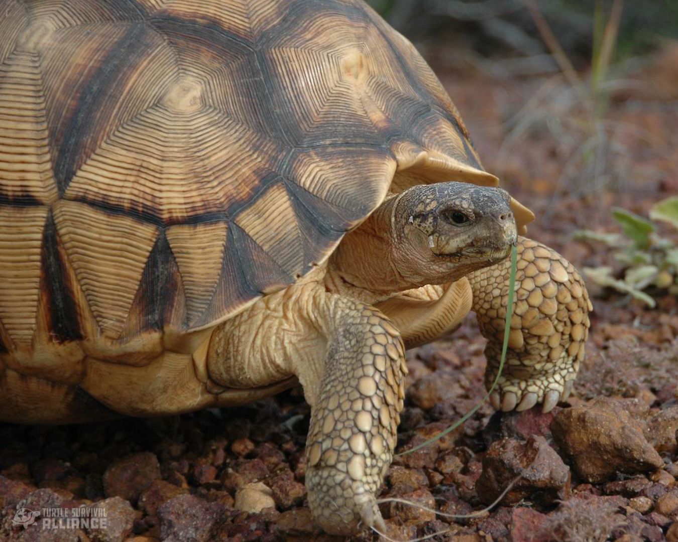 Turtle of the Week: Ploughshare Tortoise - Turtle Survival Alliance