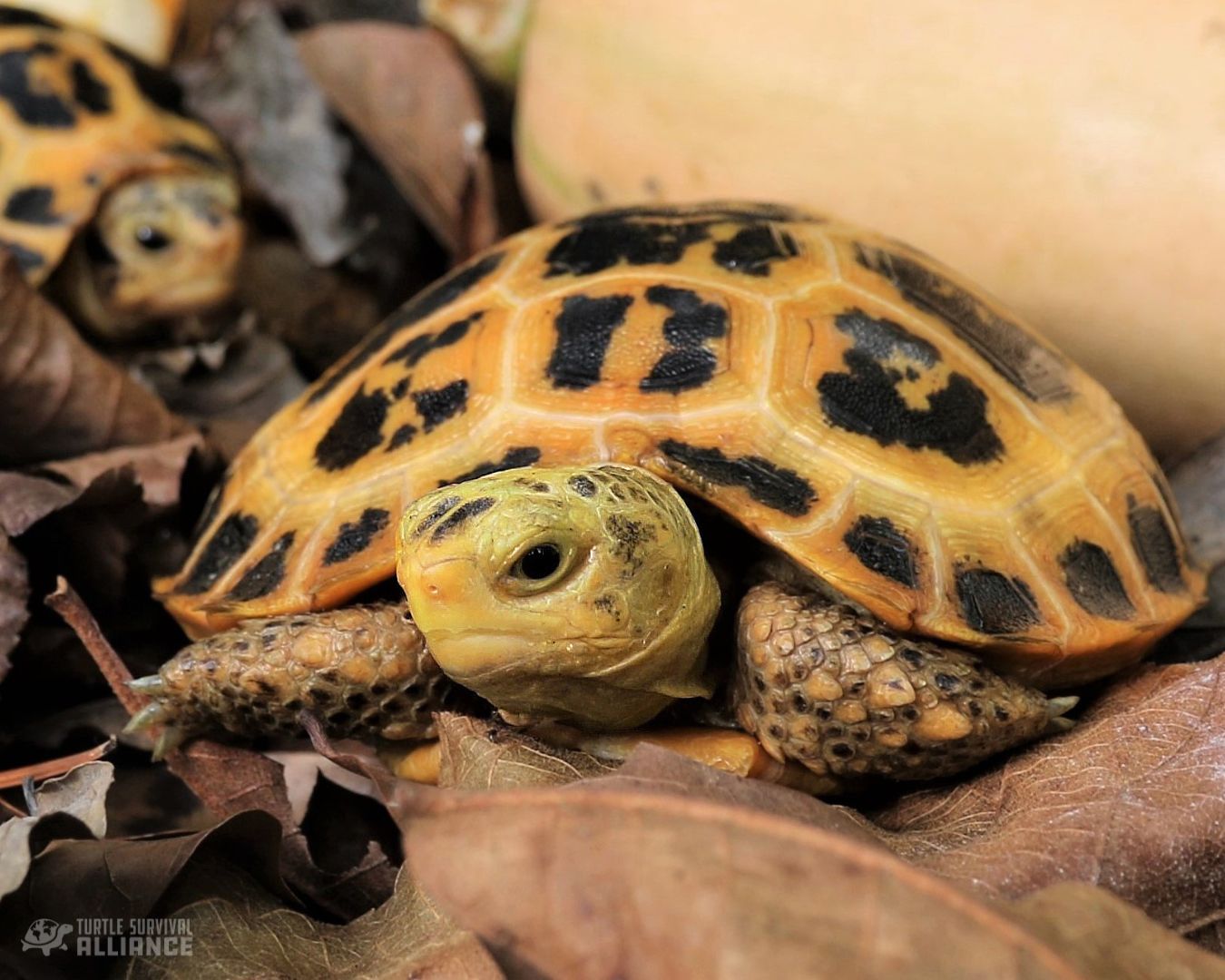 Turtle of the Week: Forsten's Tortoise - Turtle Survival Alliance