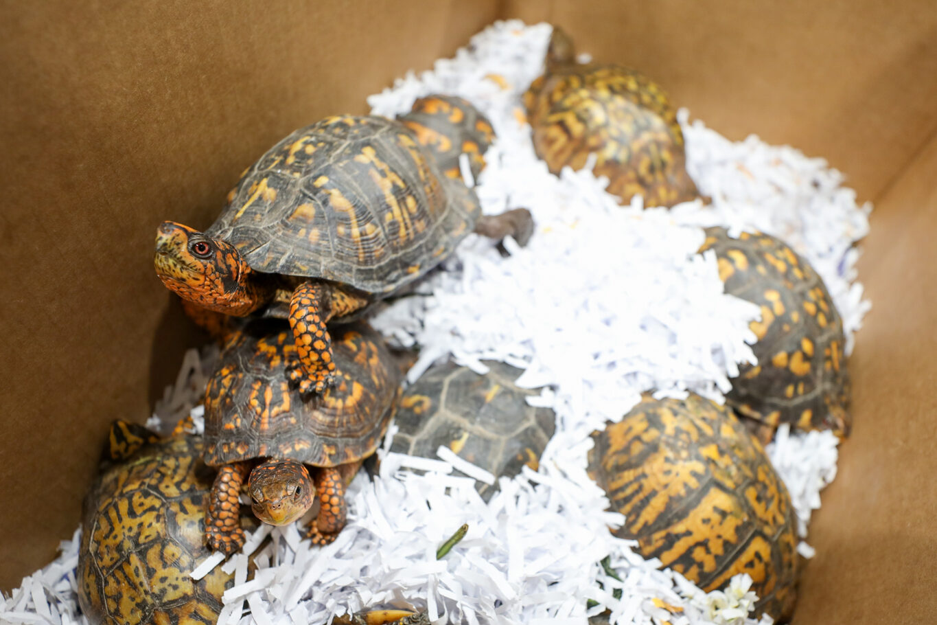 Zoo takes in 10 tiny turtles at conservation lab