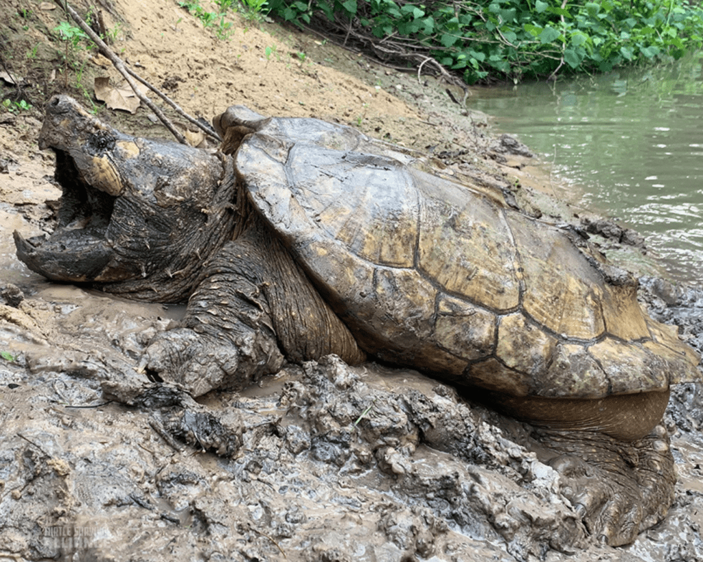 Turtle of the Week Alligator Snapping Turtle Turtle Survival Alliance