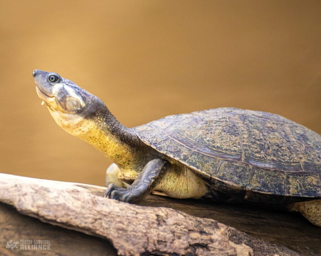 Turtle of the Week: Magdalena River Turtle - Turtle Survival Alliance