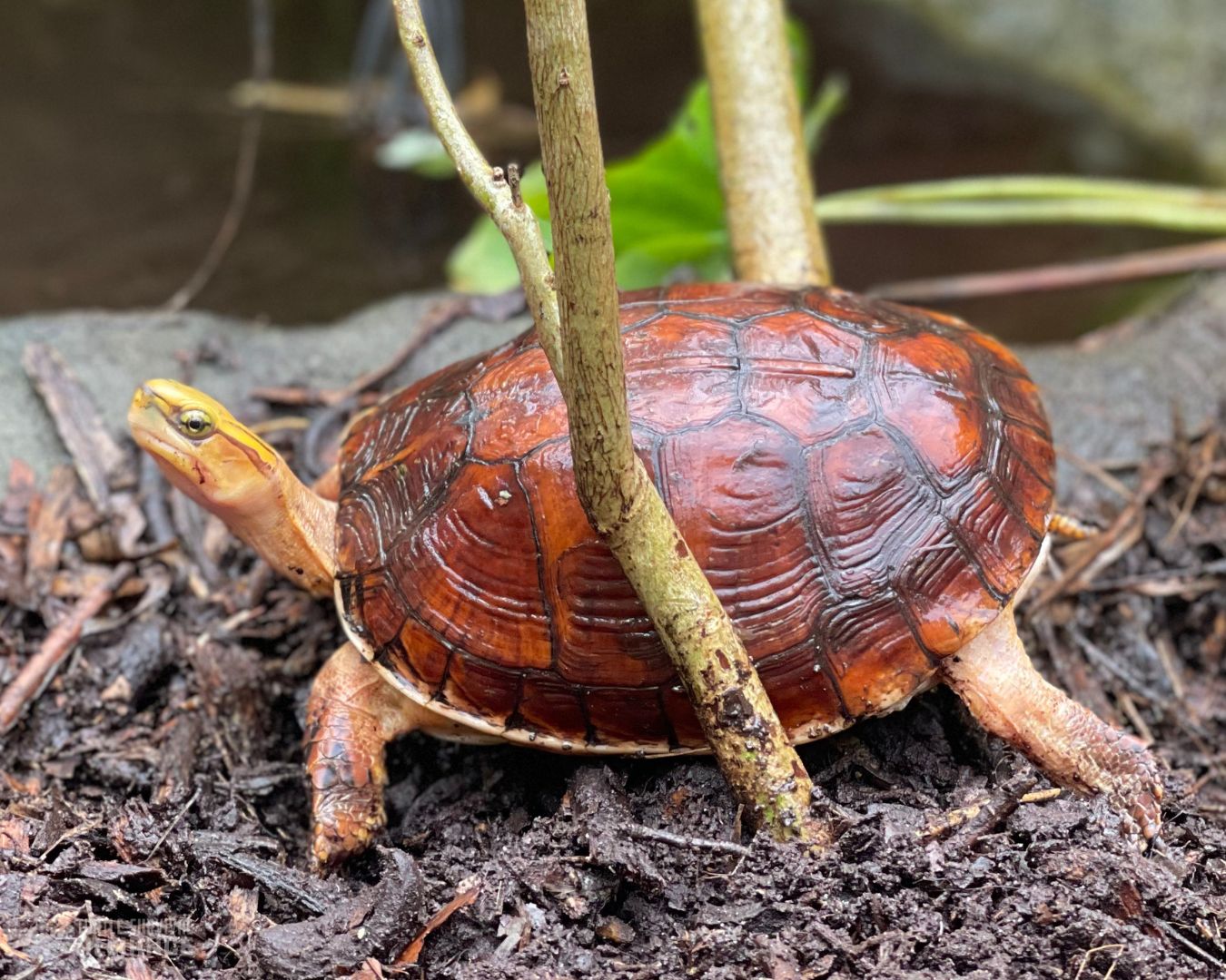 Turtle of the Week: McCord's Box Turtle - Turtle Survival Alliance