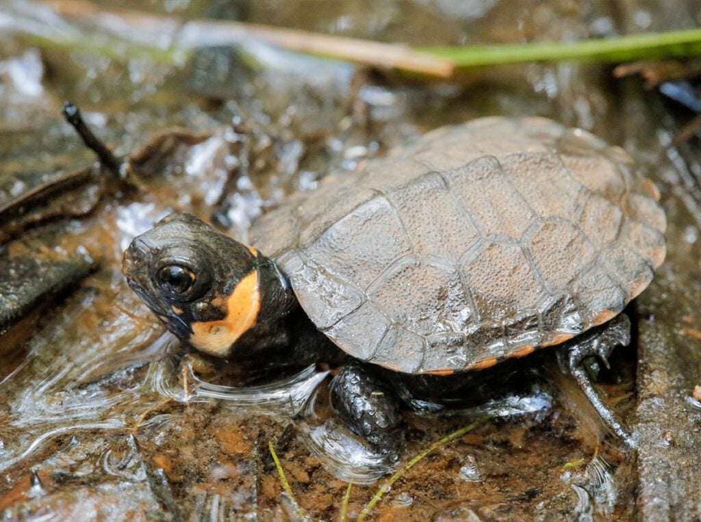 Species Spotlight: Bog Turtle - Turtle Survival Alliance