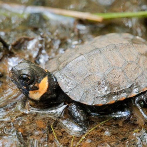 Turtle Of The Week: Arakan Forest Turtle - Turtle Survival Alliance