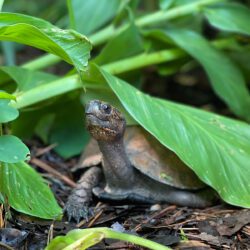 Species Spotlight Arakan Forest Turtle Turtle Survival Alliance