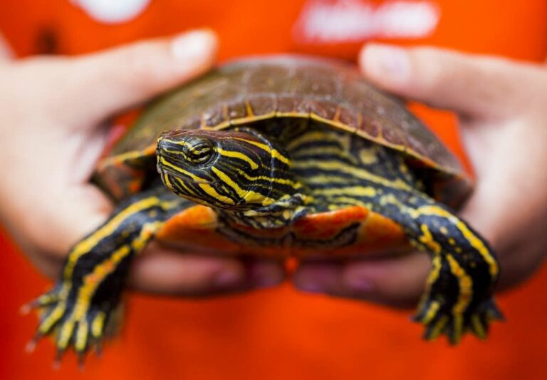 New Law a Conservation Win for Minnesota's Wild Turtles - Turtle ...