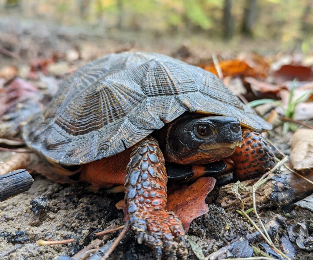 Species Spotlight: North American Wood Turtle - Turtle Survival Alliance