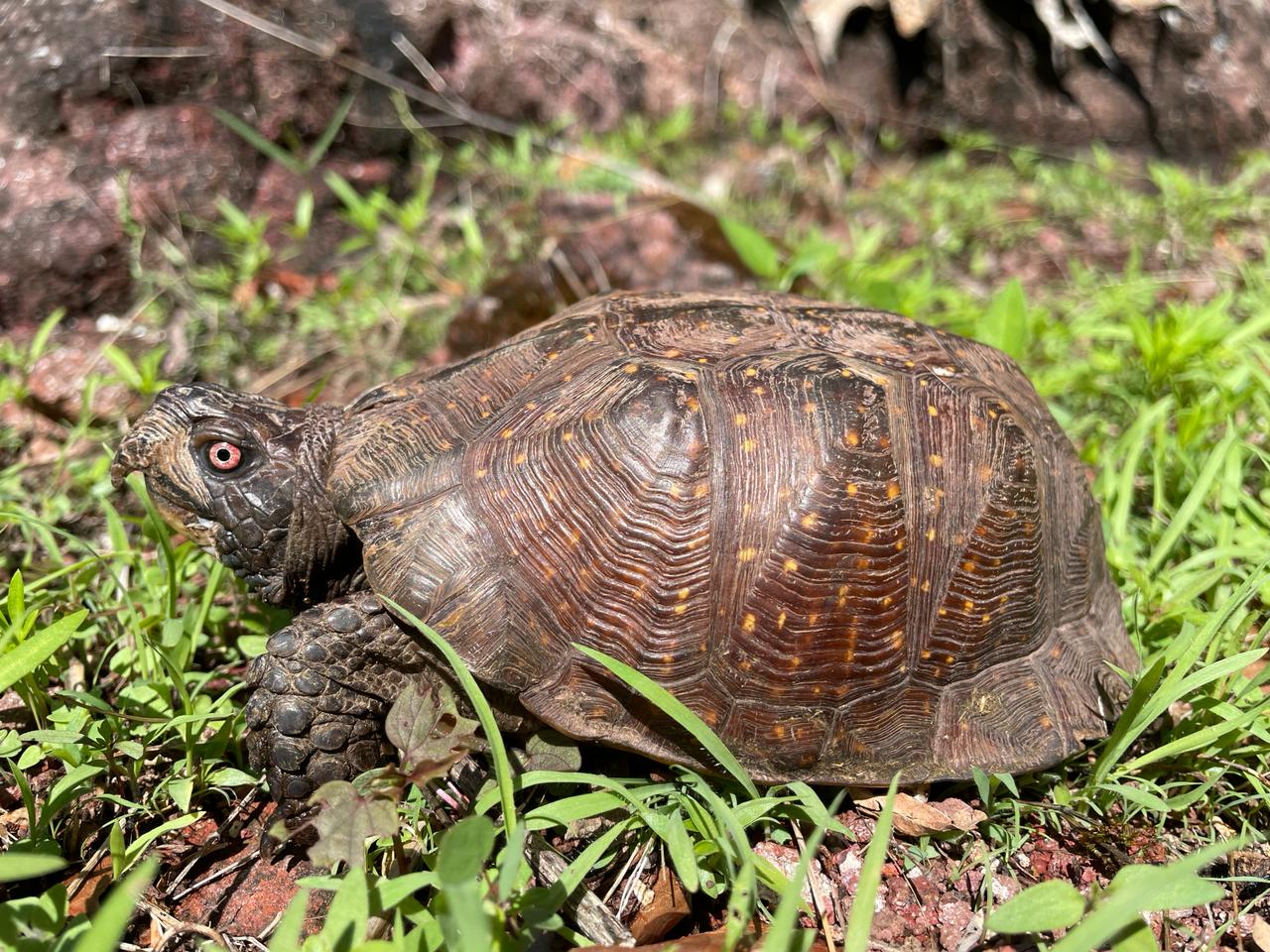 Species Spotlight: Spotted Box Turtle - Turtle Survival Alliance