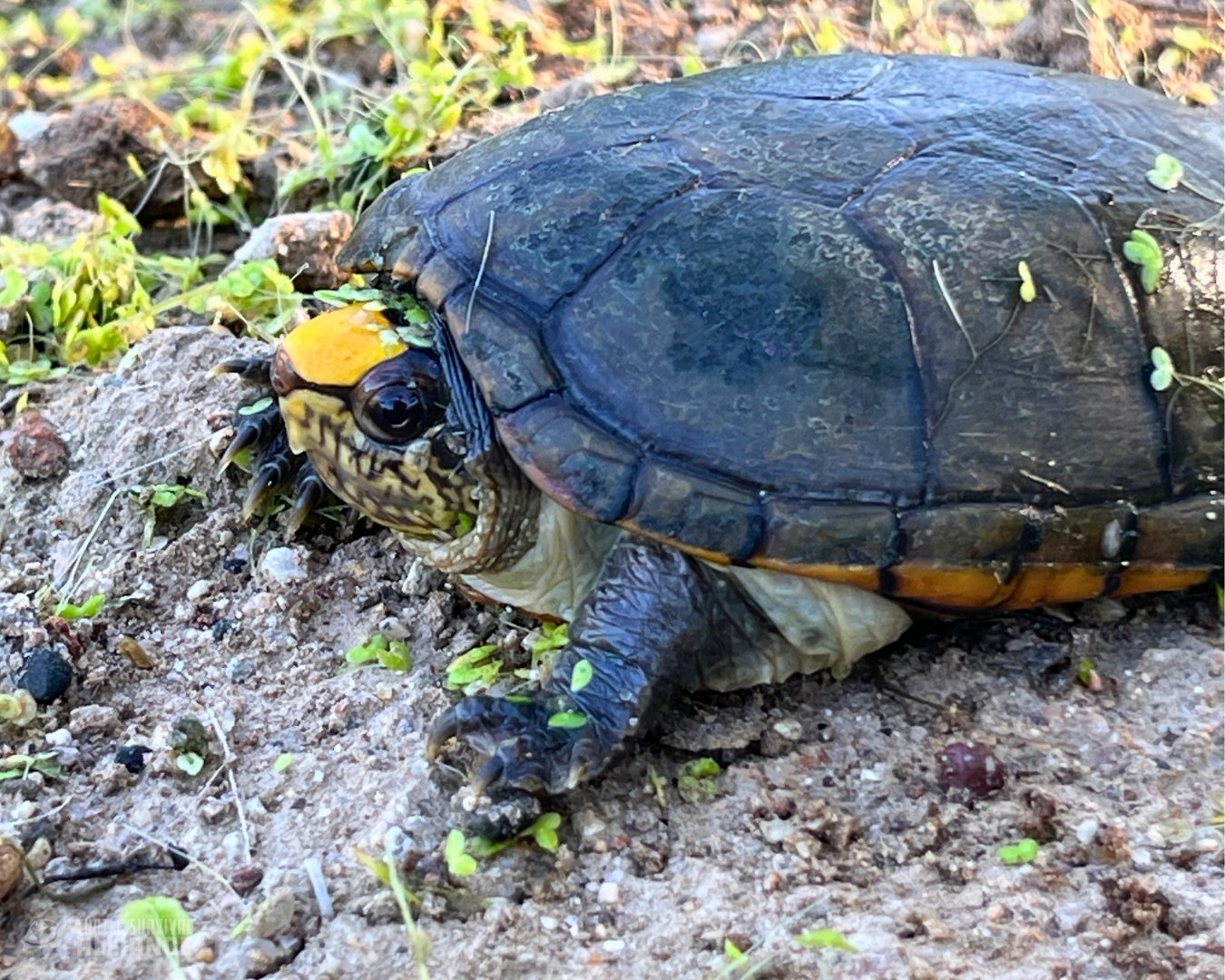 Saving the World’s Tiniest Turtle - Turtle Survival Alliance