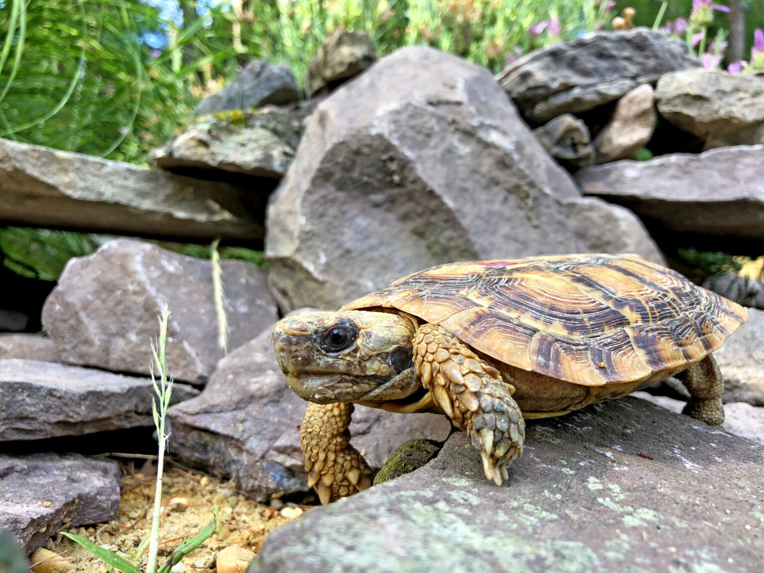 Species Spotlight: Pancake Tortoise - Turtle Survival Alliance