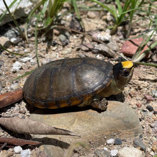 Saving the World’s Tiniest Turtle - Turtle Survival Alliance