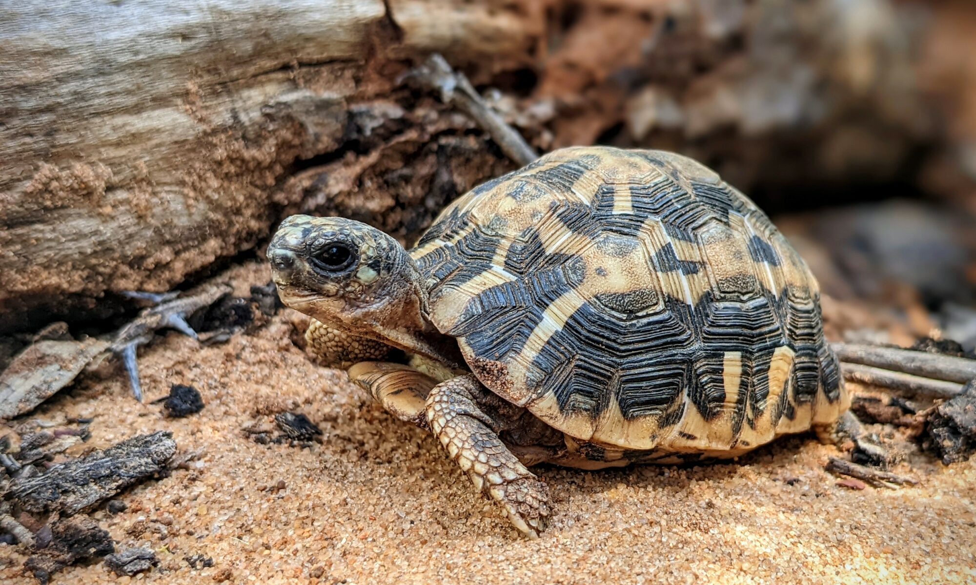 Species Spotlight: Spider Tortoise - Turtle Survival Alliance