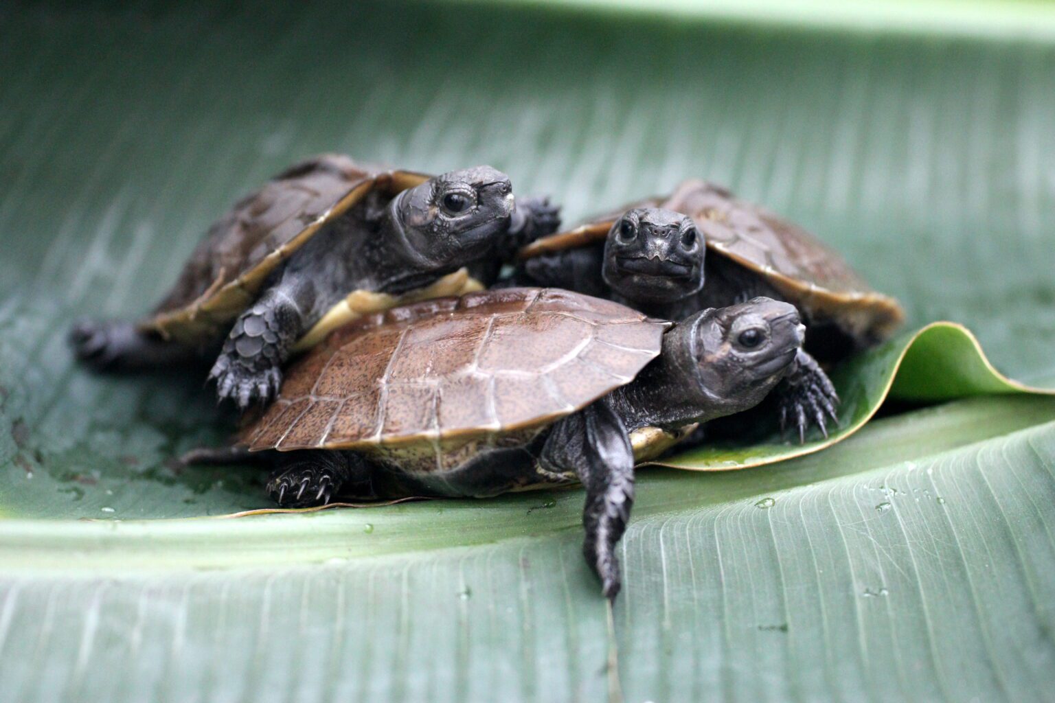 Species Spotlight: Arakan Forest Turtle - Turtle Survival Alliance