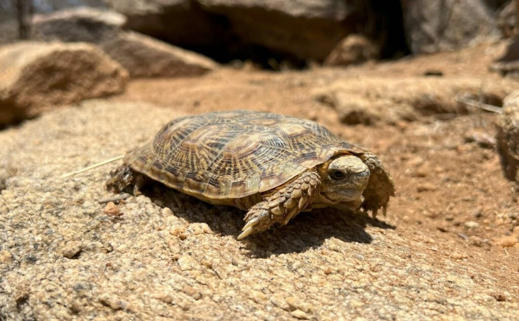 Species Spotlight: Pancake Tortoise - Turtle Survival Alliance