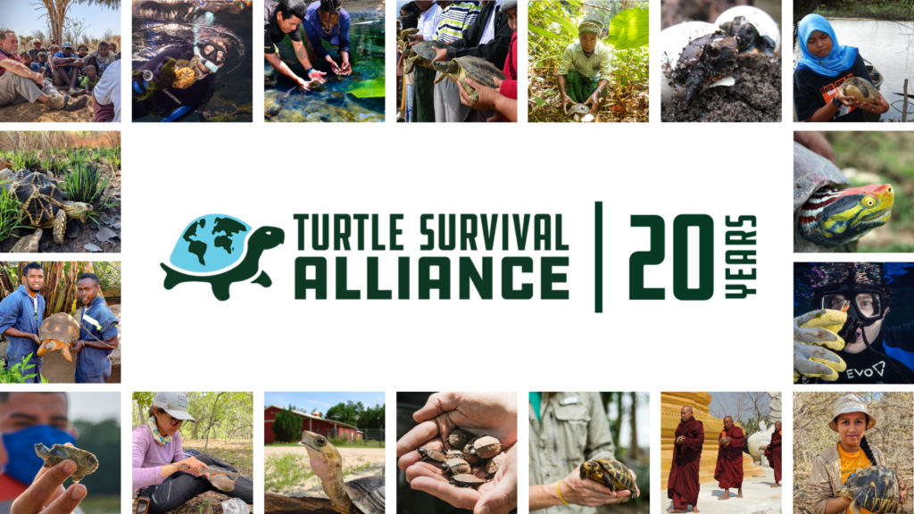 20th Anniversary: Turtle Survival Alliance - Turtle Survival Alliance