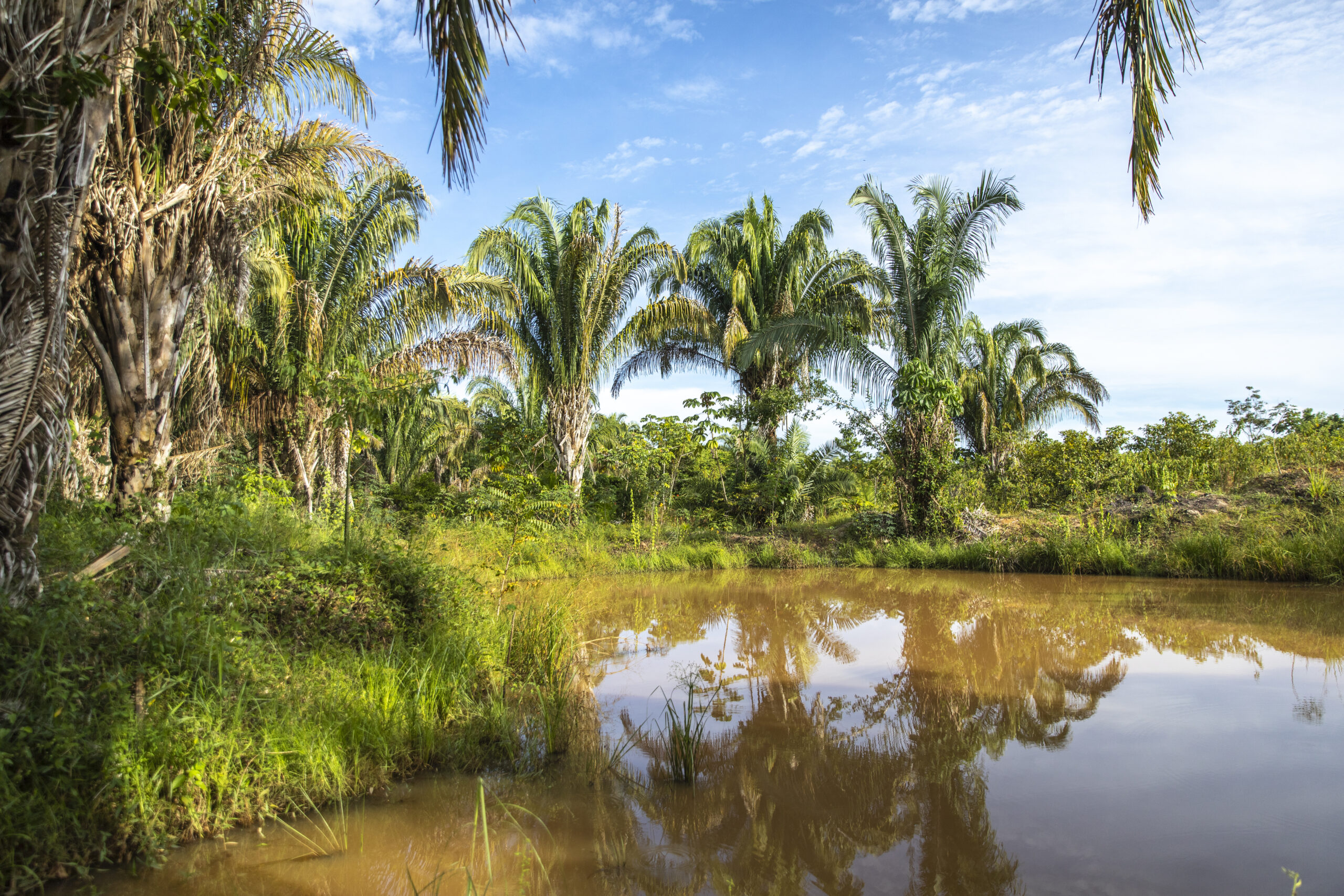 Pond Lanscape