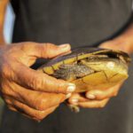 Reserve warden Donny Manchego holds a Dahl's toad-headed turtle (Mesoclemmys dahli) at the the Reserva Natural La Carranchina, Colombia, on 29 September 2022. This individual was trapped for the purpose of giving it a radio transmitter – wildife telemetry is an effective way to monitor this endangered species.