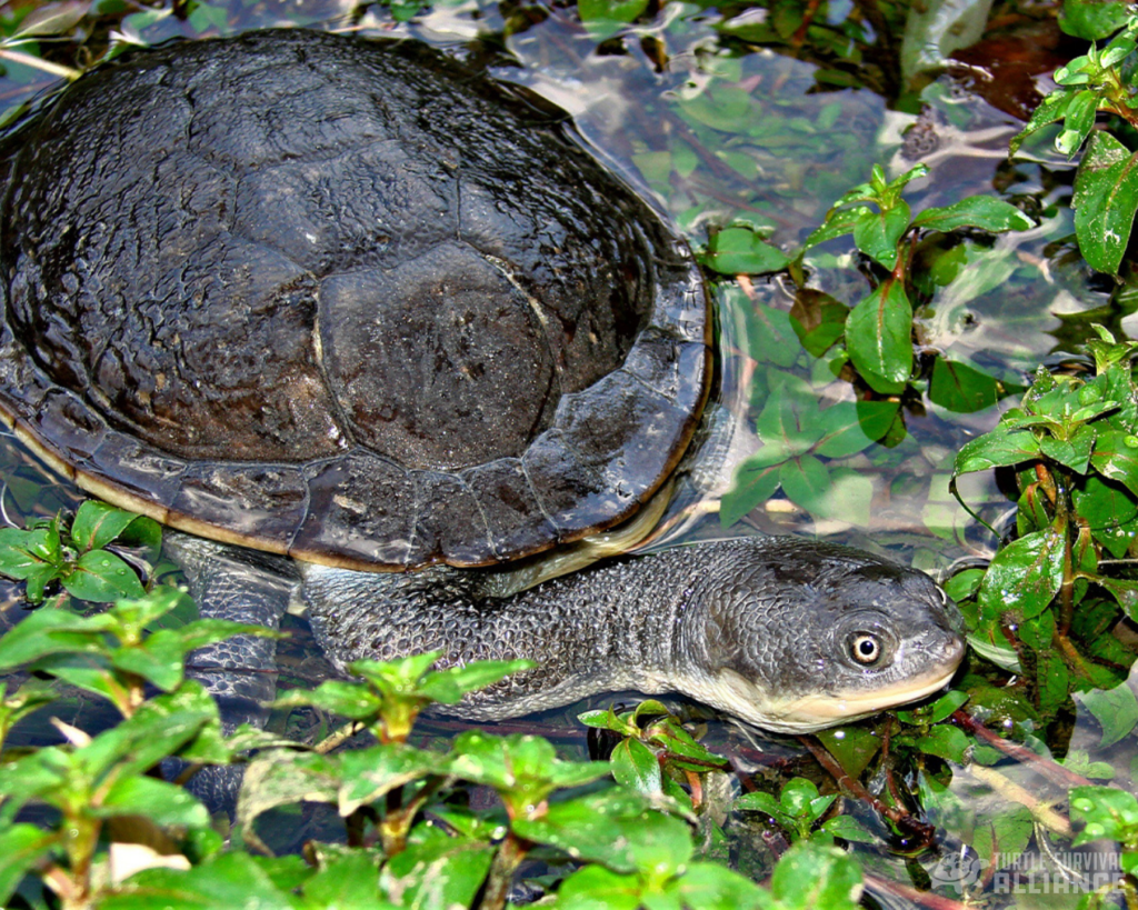 Turtle Of The Week: Ploughshare Tortoise - Turtle Survival Alliance