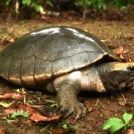 Turtle Of The Week: Ploughshare Tortoise - Turtle Survival Alliance