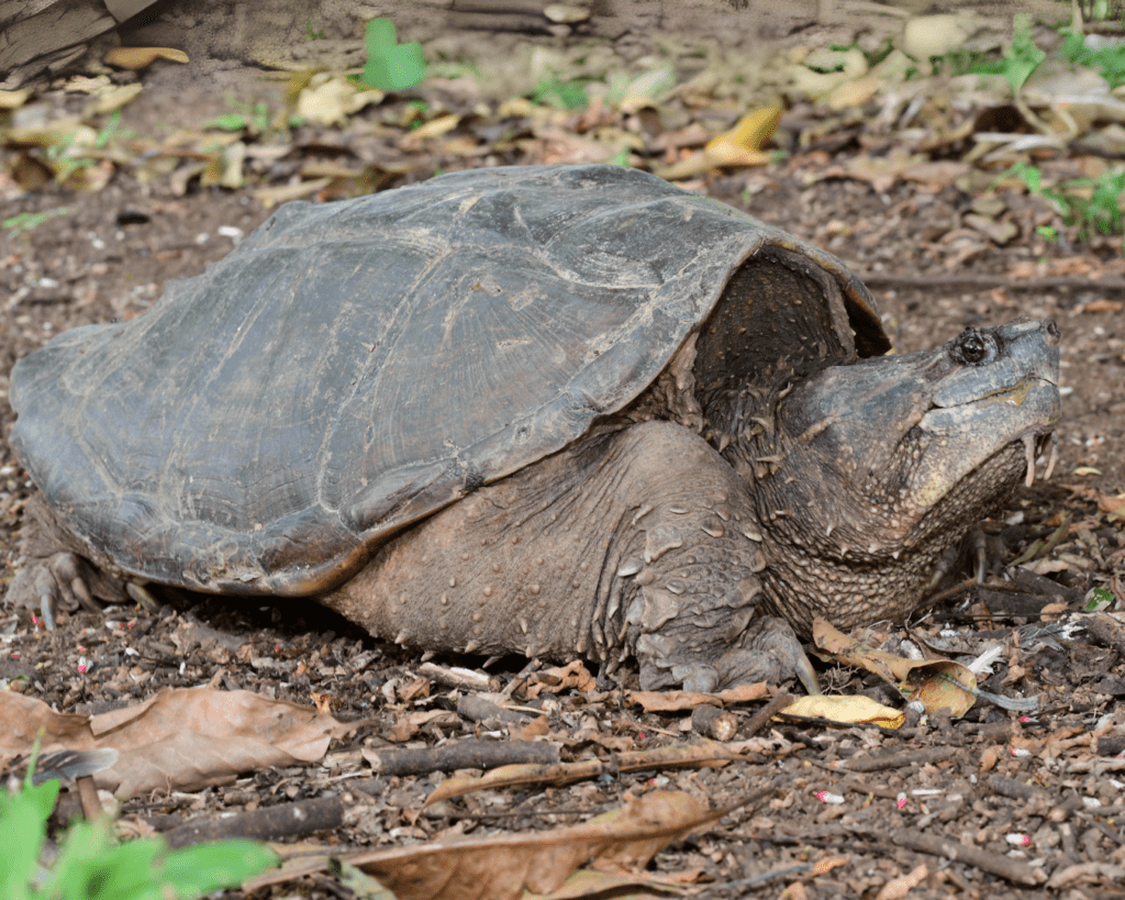 Turtle Of The Week: Ploughshare Tortoise - Turtle Survival Alliance