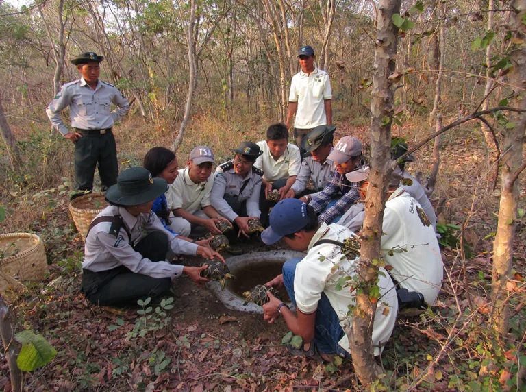 Burmese_Star_Tortoise_Geochelone_platynota