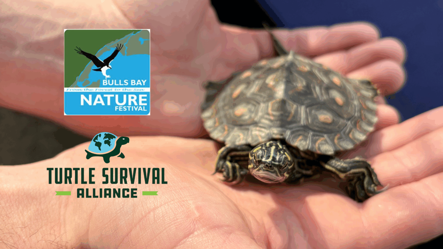 Bulls Bay Nature Festival - Turtle Survival Alliance