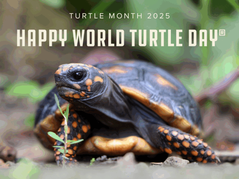 World Turtle Day® 2025 - Turtle Survival Alliance