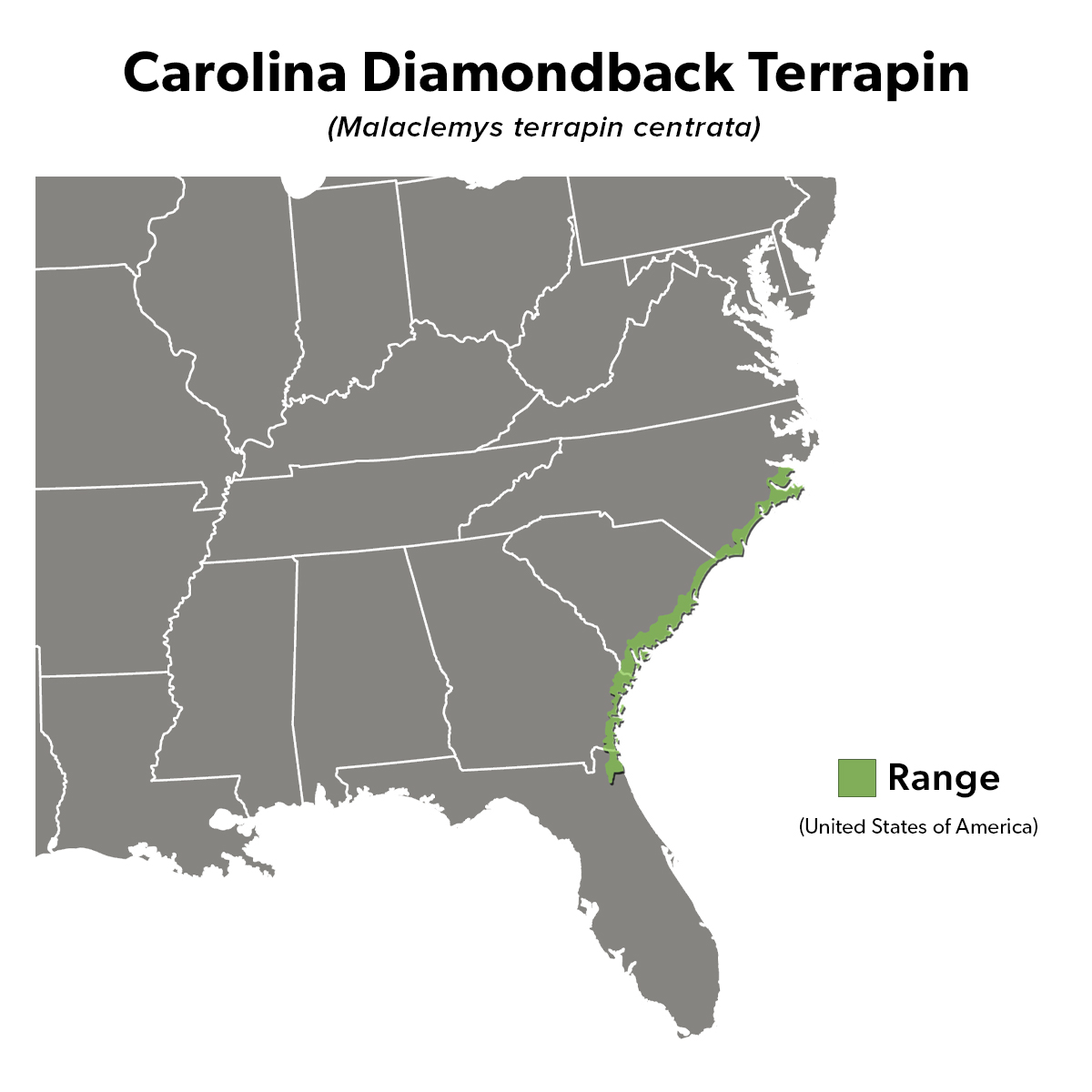 Species Spotlight Infographic_Carolina Diamondback Terrapin