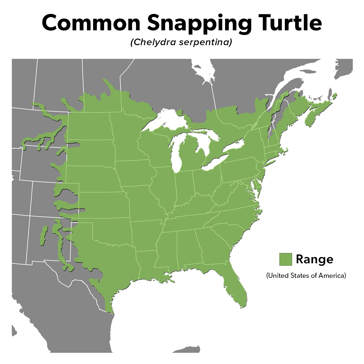 Species Spotlight Infographic_Common Snapping Turtle