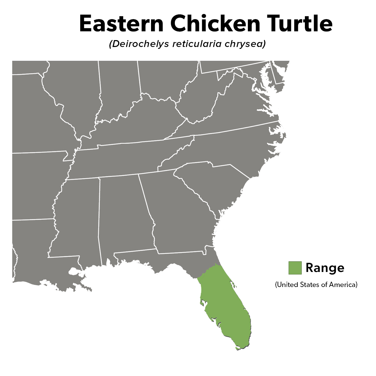 Species Spotlight Infographic_Eastern Chicken Turtle