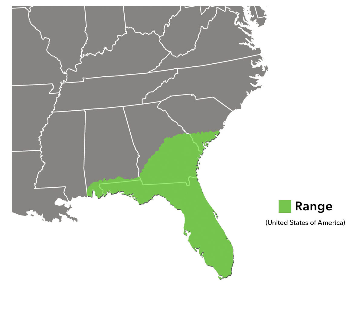 Species Spotlight Infographic_Florida Softshell Turtle