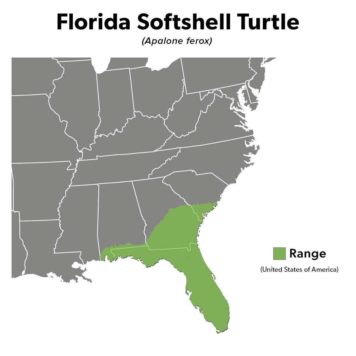 Species Spotlight Infographic_Florida Softshell Turtle