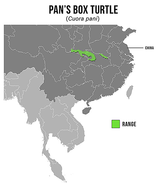 Species Spotlight Infographic_Pan's Box Turtle