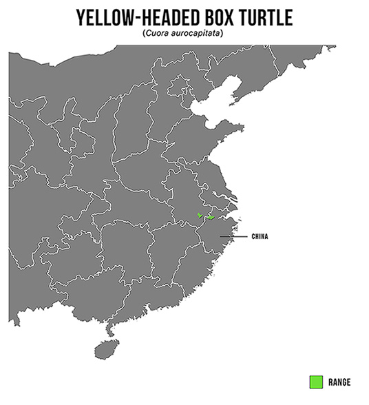 Species Spotlight Infographic_Yellow-headed Box Turtle
