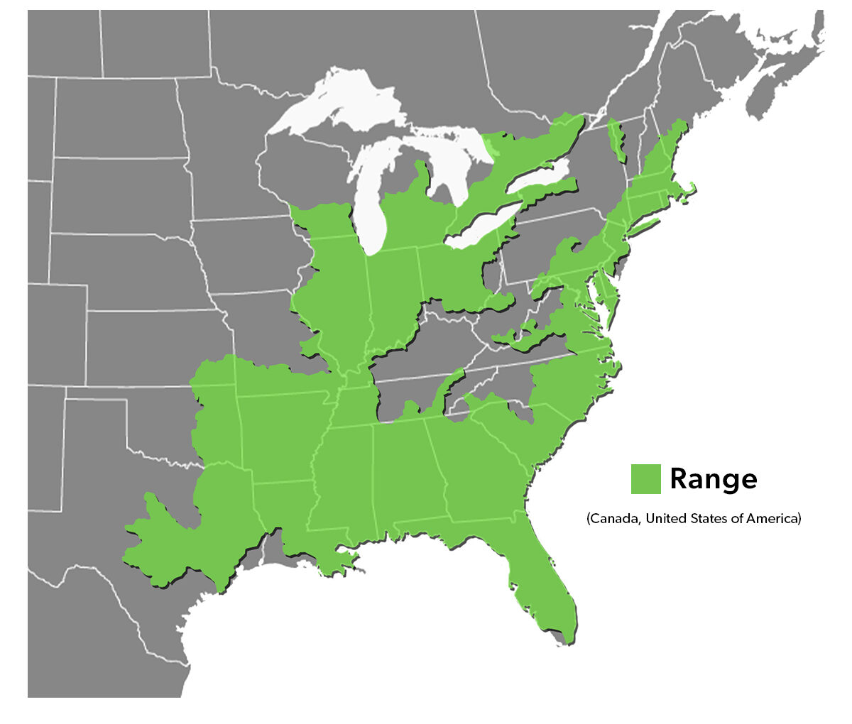 Species Spotlight Infographic_Eastern Musk Turtle