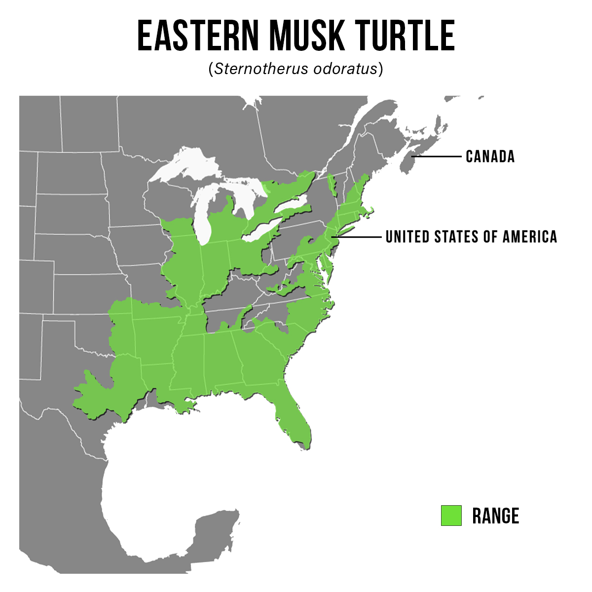 Species Spotlight Infographic_Eastern Musk Turtle