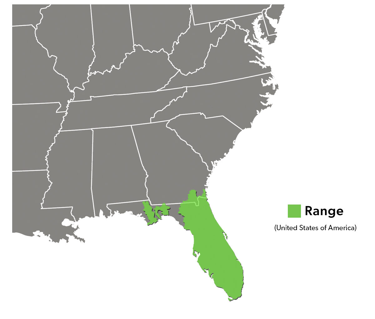 Species Spotlight Infographic_Florida Red-bellied Turtle