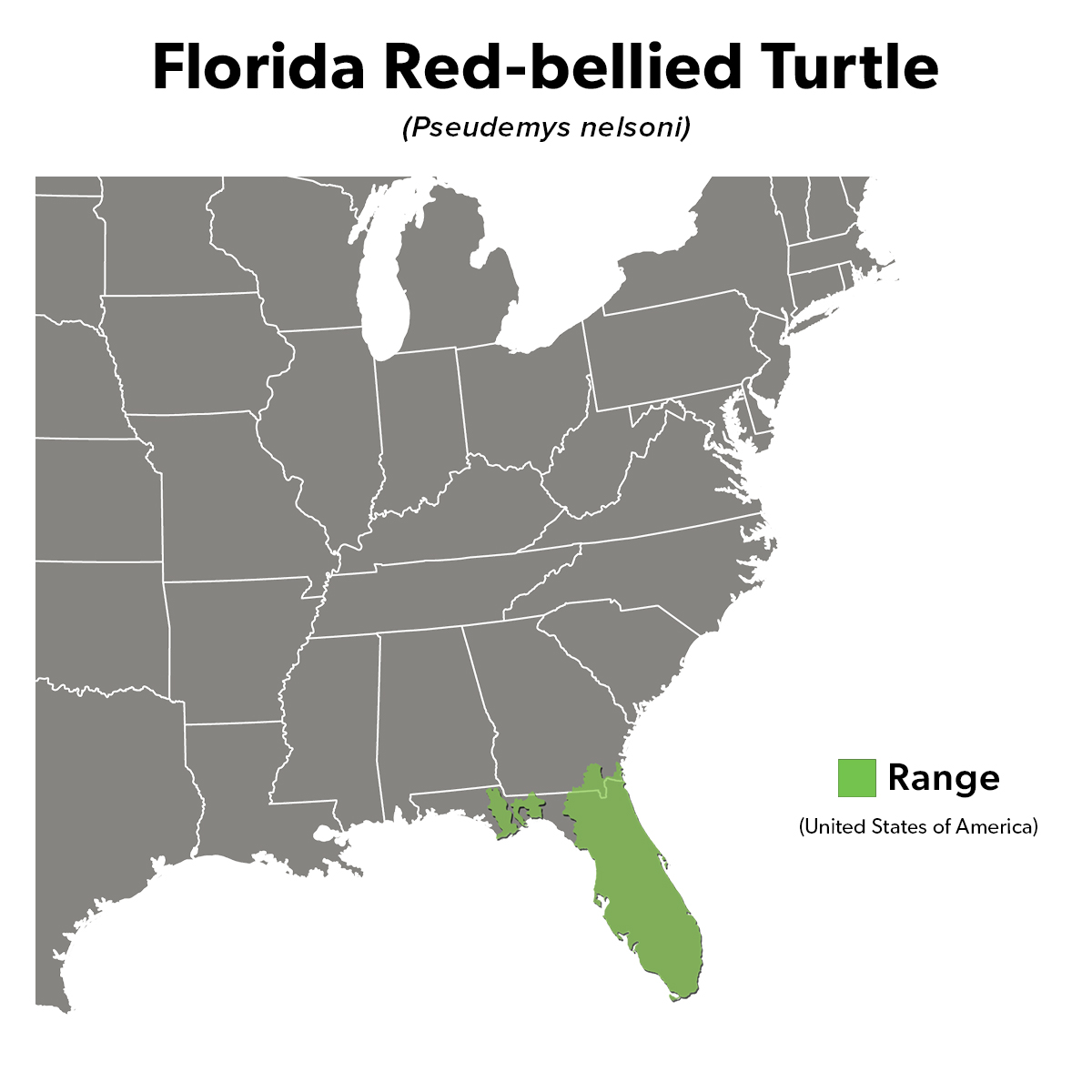 Species Spotlight Infographic_Florida Red-bellied Turtle