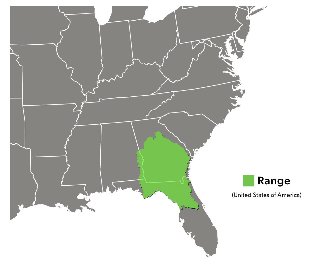 Species Spotlight Infographic_Loggerhead Musk Turtle