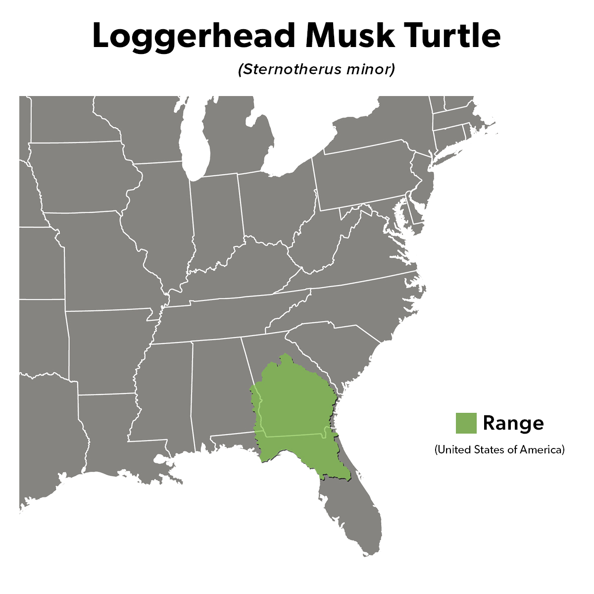 Species Spotlight Infographic_Loggerhead Musk Turtle