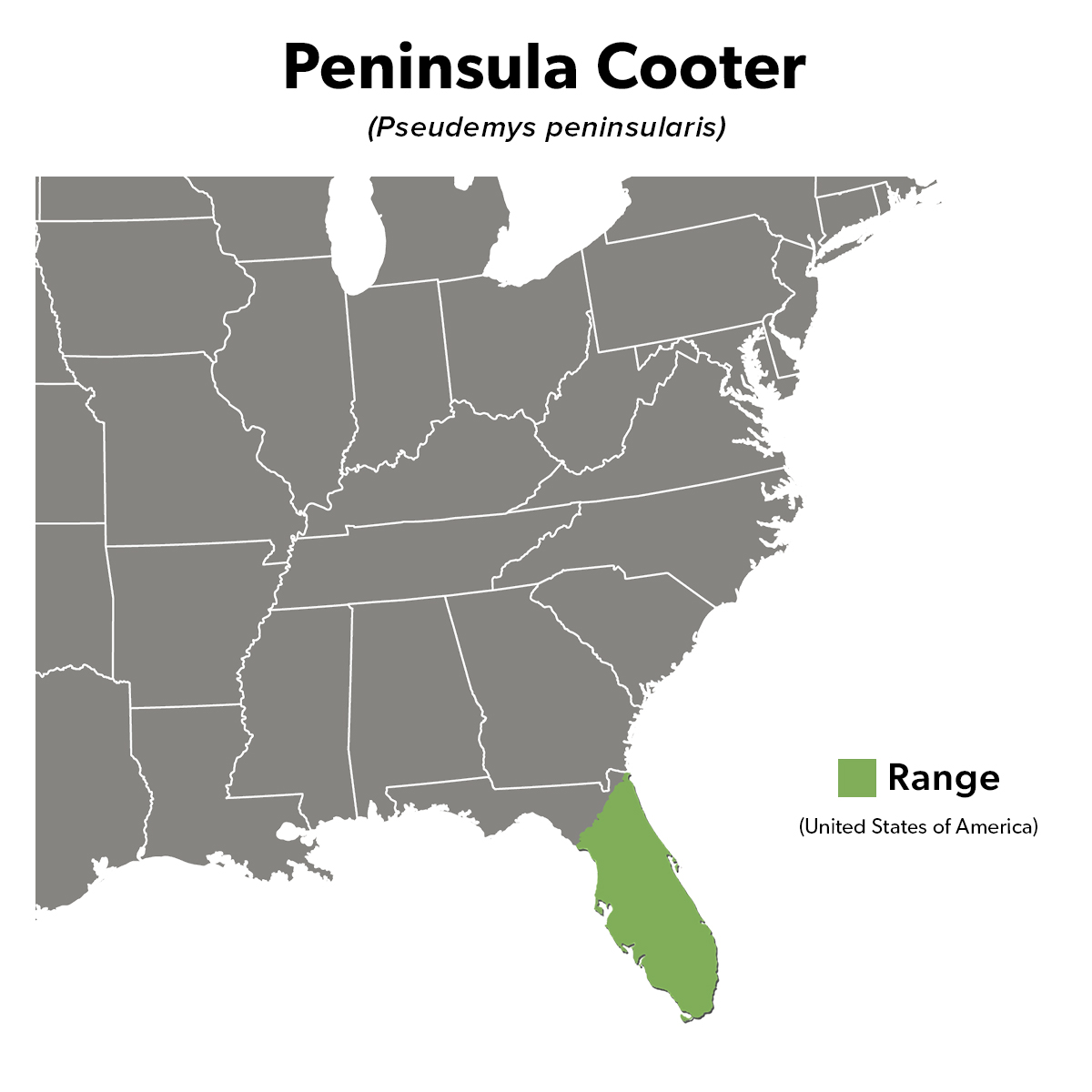 Species Spotlight Infographic_Peninsula Cooter
